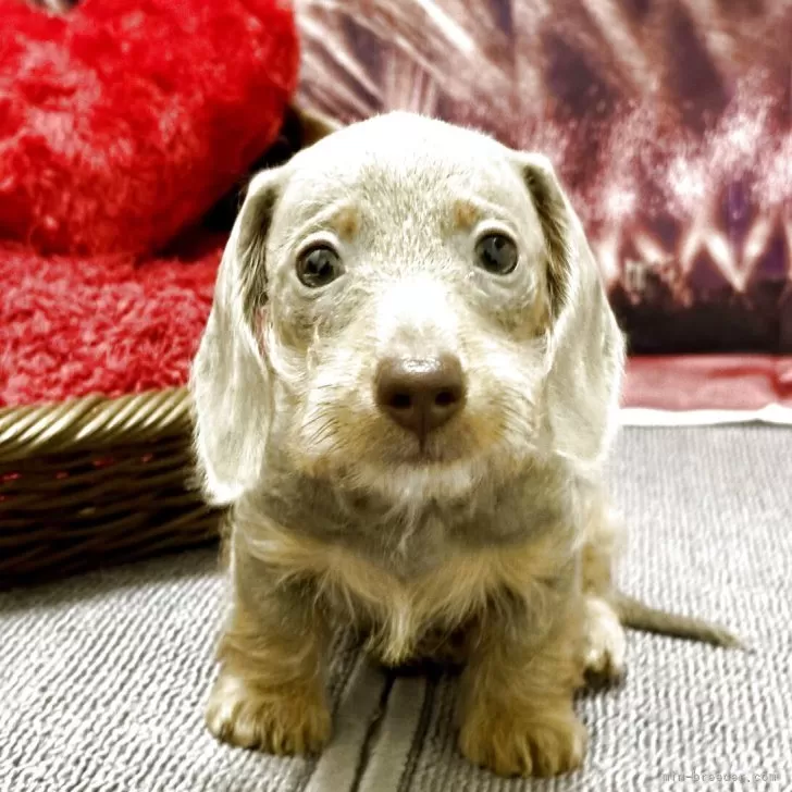ID:2508-03239の子犬