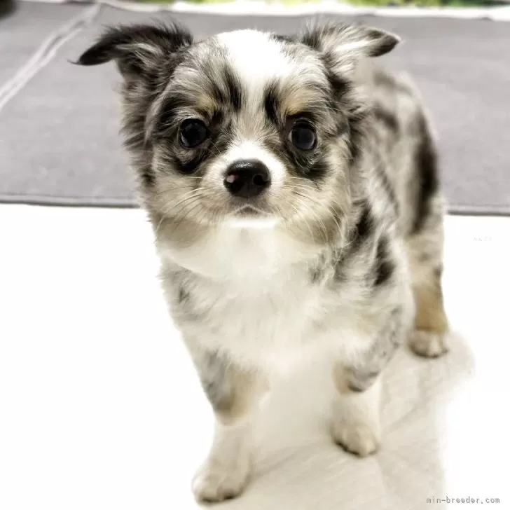 I,m 様のお迎えした子犬