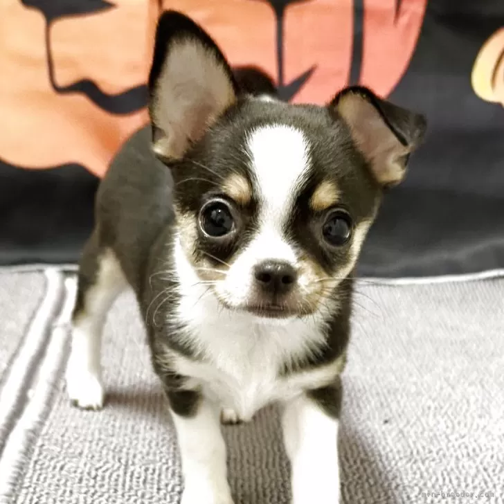 ID：2510-07500の子犬