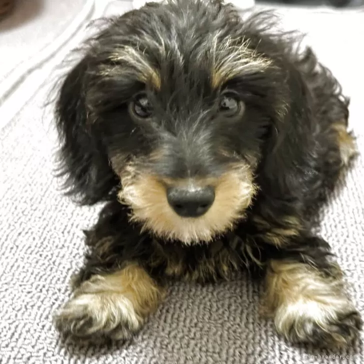 ミニチュアダックスフンド(ワイアー)【愛知県・女の子・2025年8月16日・ブラックタン】の写真1「2回目のワクチン接種とマイクロチップ装着済みです。」