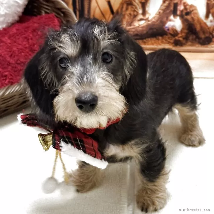 カニンヘンダックスフンド(ワイアー)【愛知県・男の子・2025年9月3日・ブラックタン】の写真1「2回目のワクチン接種とマイクロチップ装着済み」