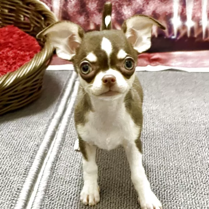 ID：2507-04098の子犬