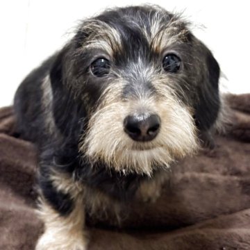 カニンヘンダックスフンド(ワイアー)【愛知県・男の子・2025年9月3日・ブラックタン】の写真「可愛らしいお顔の子です。」