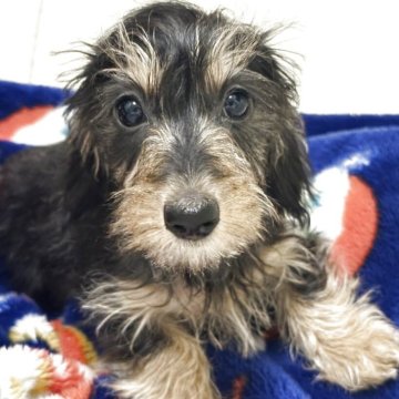 カニンヘンダックスフンド(ワイアー)【愛知県・女の子・2025年9月13日・ブラックタン】の写真「可愛らしいお顔の子です。」