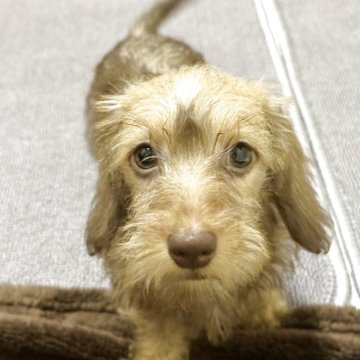 カニンヘンダックスフンド(ワイアー)【愛知県・女の子・2025年8月3日・ブラウンタン】の写真「個性的で魅力的な子です。」