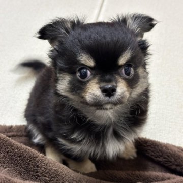 チワワ(ロング)【愛知県・男の子・2024年11月6日・ブラッククリーム】の写真「可愛く成長中です。」