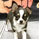 チワワ(スムース)