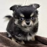 チワワ(ロング)【愛知県・男の子・2024年11月6日・ブラッククリーム】の写真1「2回目のワクチンとマイクロチップ装着済みです。」