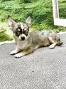 チワワ(ロング)【愛知県・女の子・2025年3月10日・ブルーマール】の写真4
