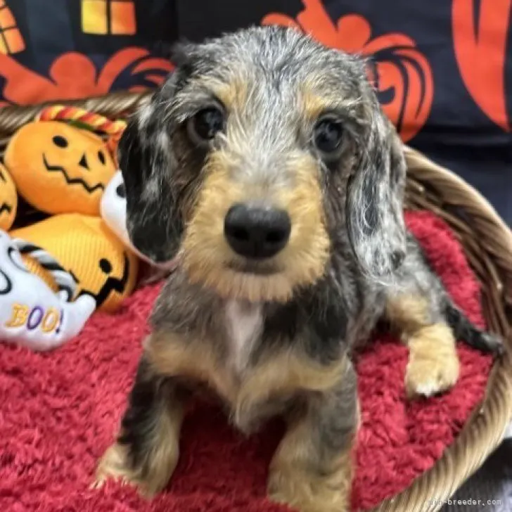 K 様のお迎えした子犬