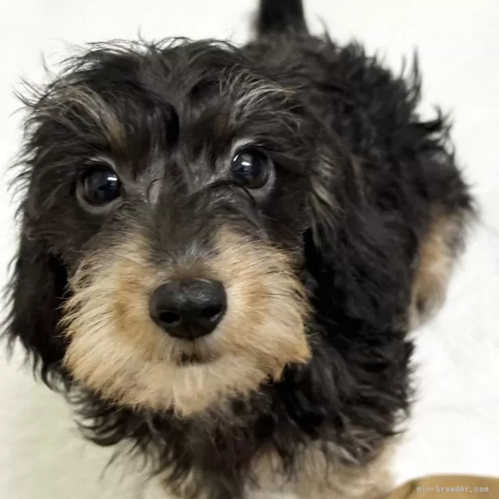 ID：2401-04407の子犬