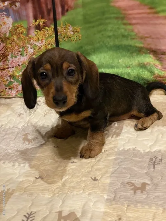 ID：2102-03315の子犬