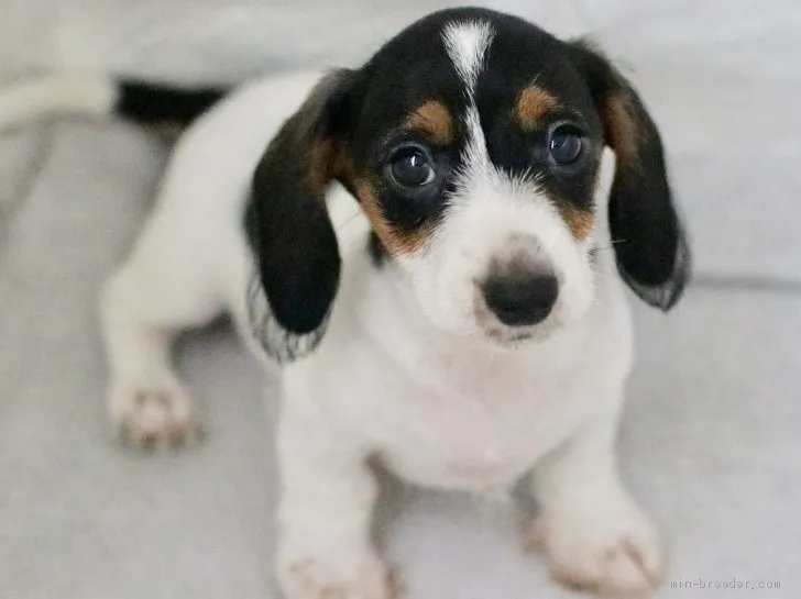 ジュン 様のお迎えした子犬