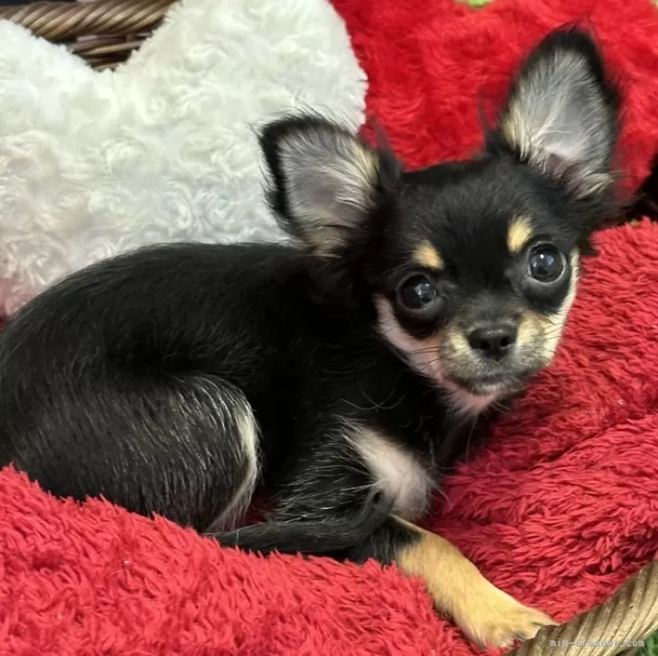 ID:2404-01367の子犬
