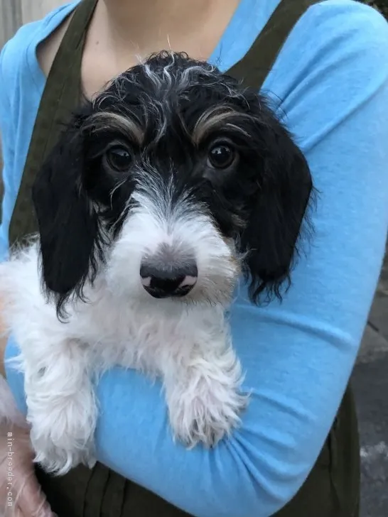 ID:1901-02646の子犬