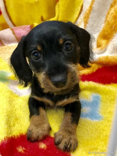 りんご🍎 様のお迎えした子犬