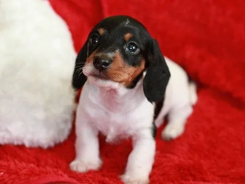 スカイダディ 様のお迎えした子犬