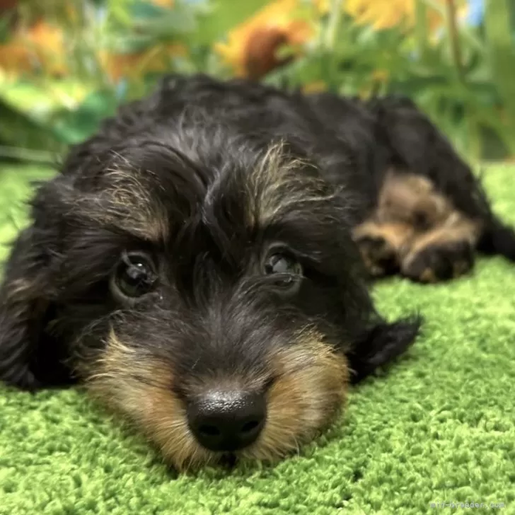 ID:2408-02809の子犬