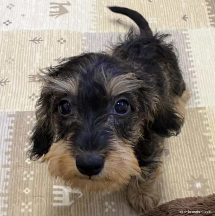 みかた 様のお迎えした子犬