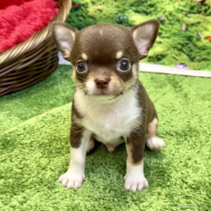 ID:2305-03466の子犬