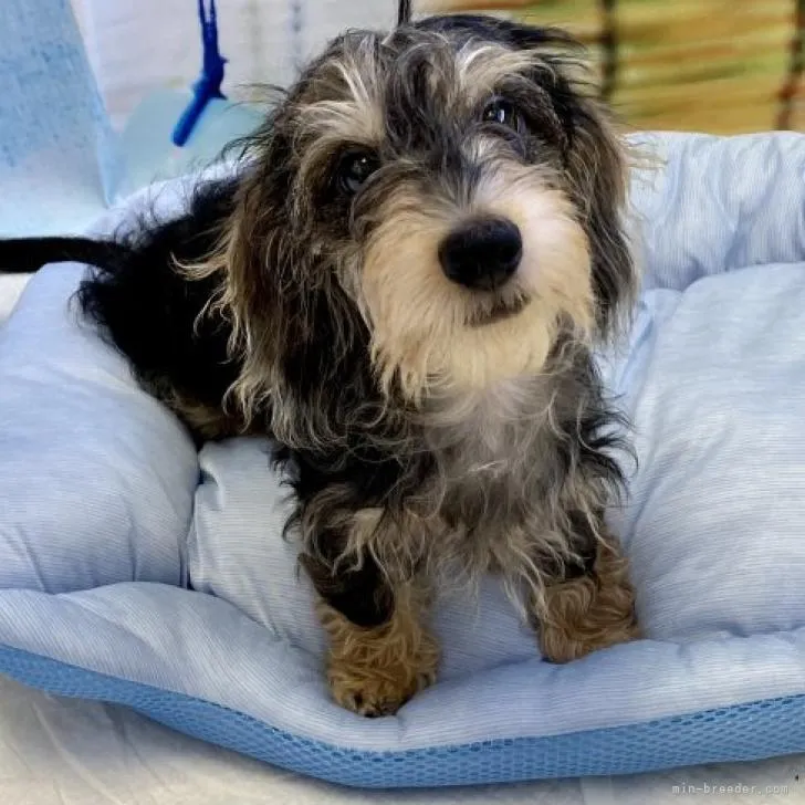 Kobayashi 様のお迎えした子犬