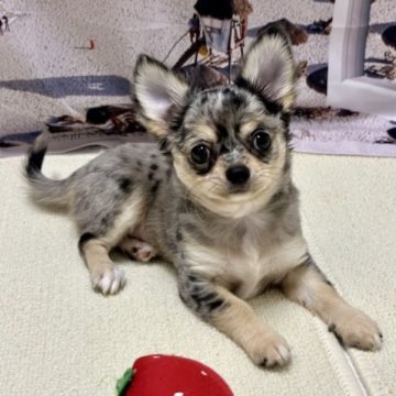 チワワ(ロング)【愛知県・男の子・2023年6月19日・ブルーマール】の写真「綺麗な模様で可愛いお顔の子です。」