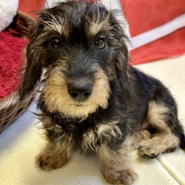 カニンヘンダックスフンド(ワイアー)【愛知県・男の子・2023年10月2日・ワイルドボア】の写真「とても可愛らしいお顔の子です。」