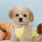 タイニープードル