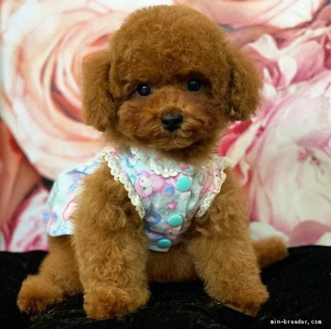 ID:2101-00450の子犬