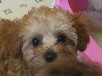 ID:1405-01425の子犬
