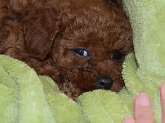ID：1501-01071の子犬