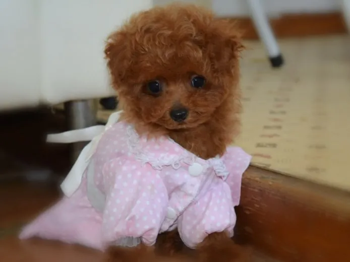 ID：1506-00659の子犬