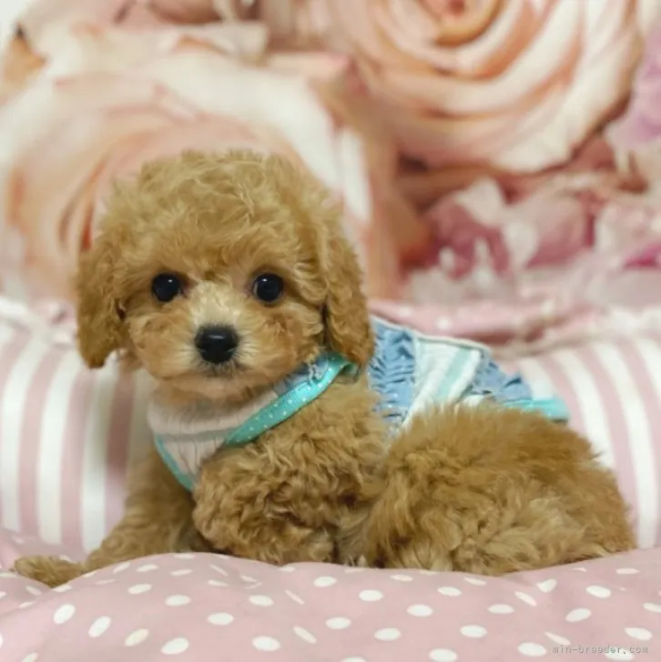 ID:2302-01373の子犬