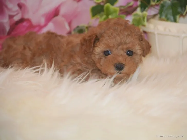 ID:1703-01459の子犬