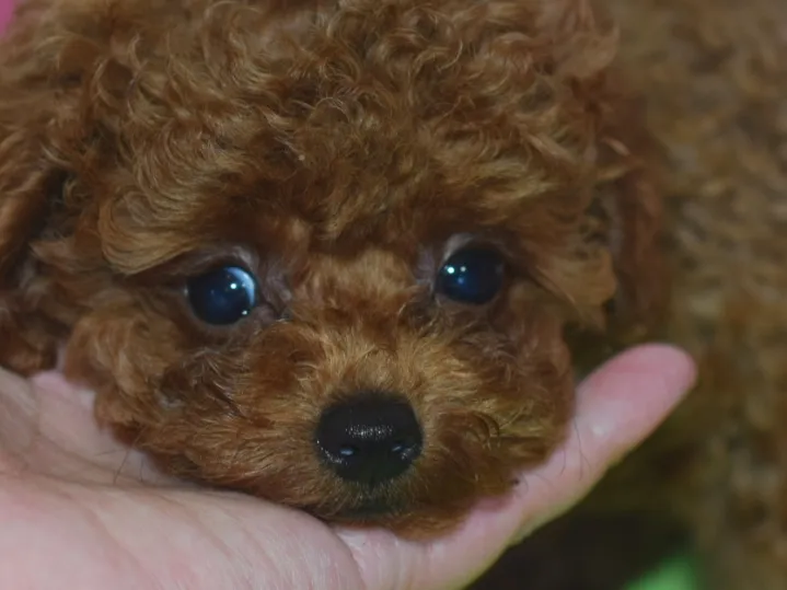 ID：1610-00960の子犬