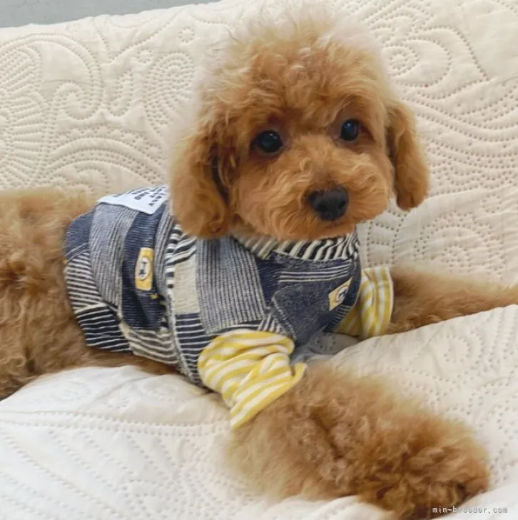 ID:2302-01369の子犬