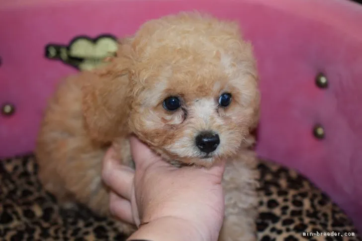 のの 様のお迎えした子犬