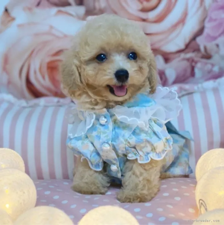 ID:2308-04523の子犬