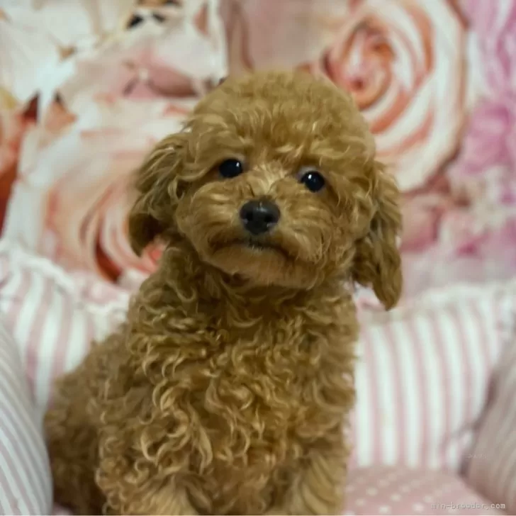 ID:2312-04009の子犬
