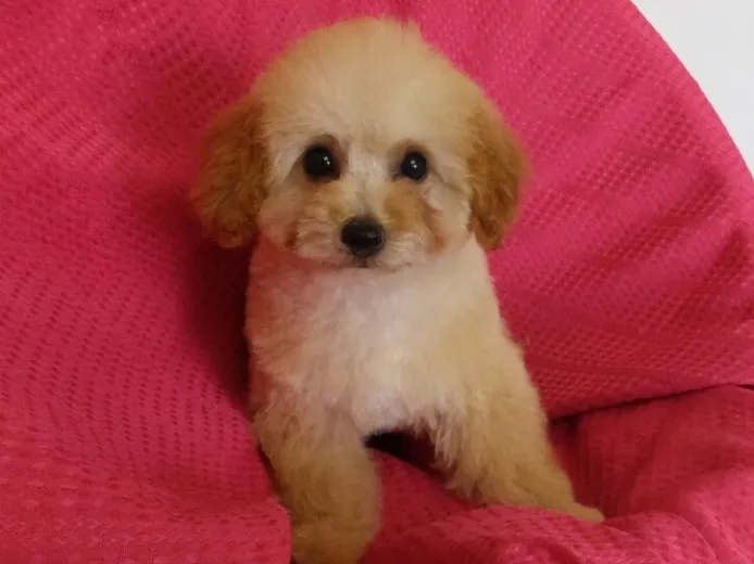 ID：1405-01424の子犬