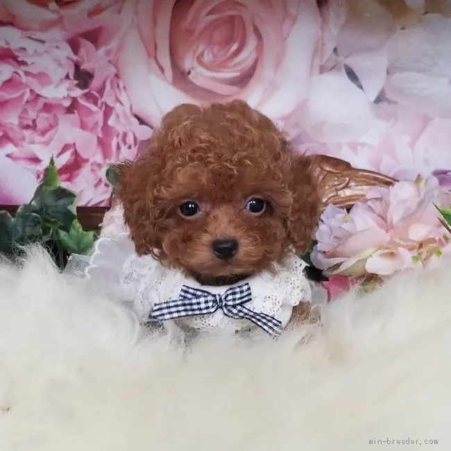 ID:2002-02664の子犬
