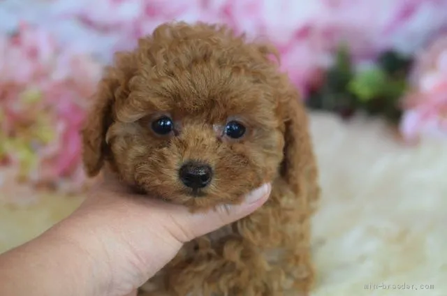 ID:1904-02897の子犬