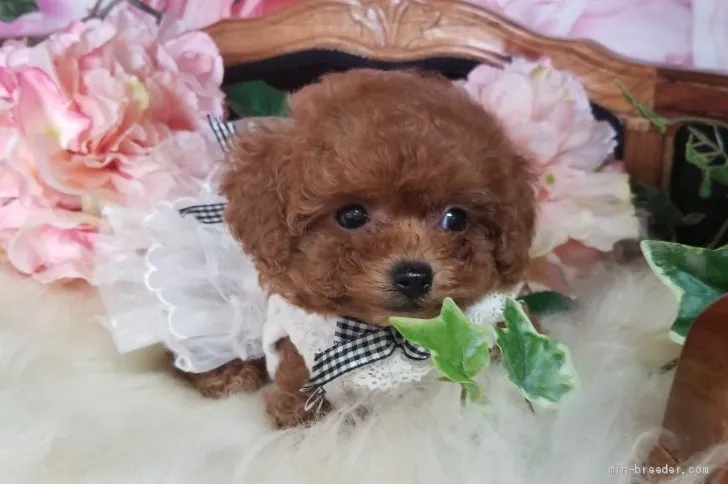 ID:2002-02668の子犬