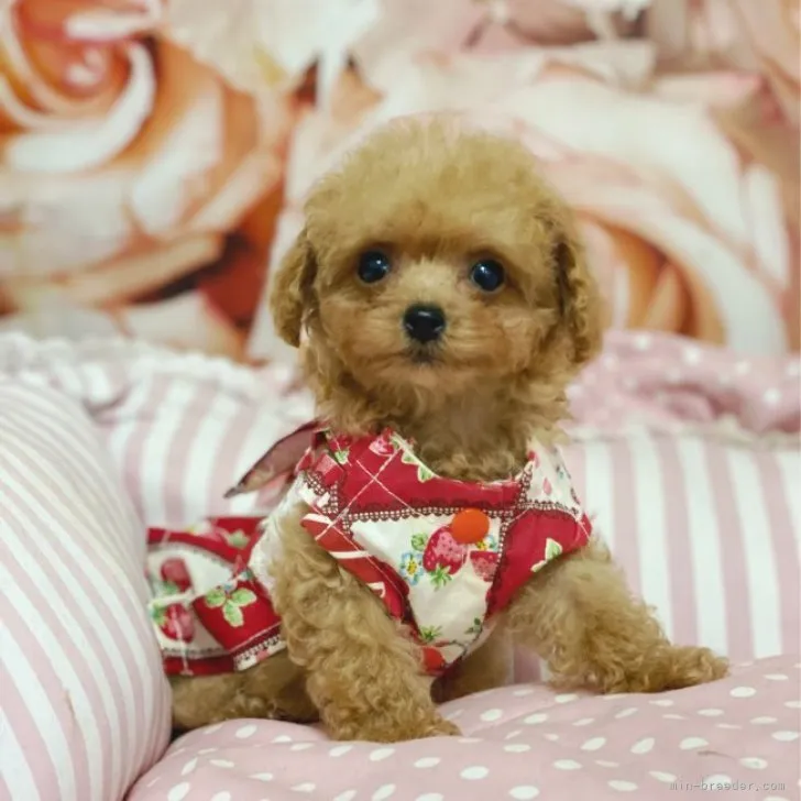 ID:2302-03162の子犬