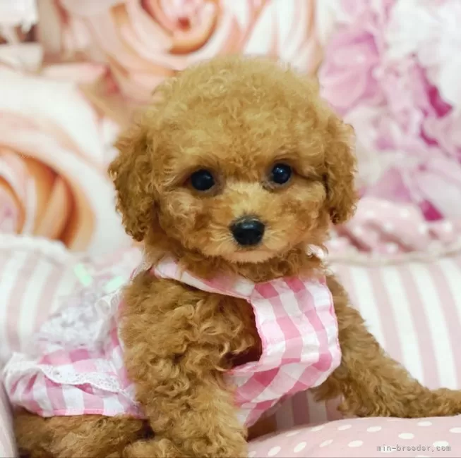 ID:2404-01684の子犬