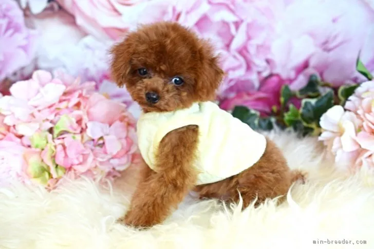 akutsu 様のお迎えした子犬