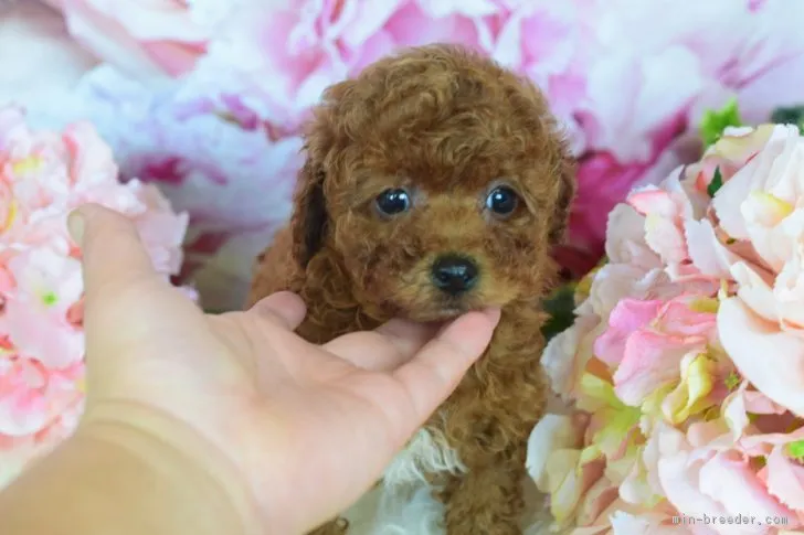 ID:1804-00674の子犬