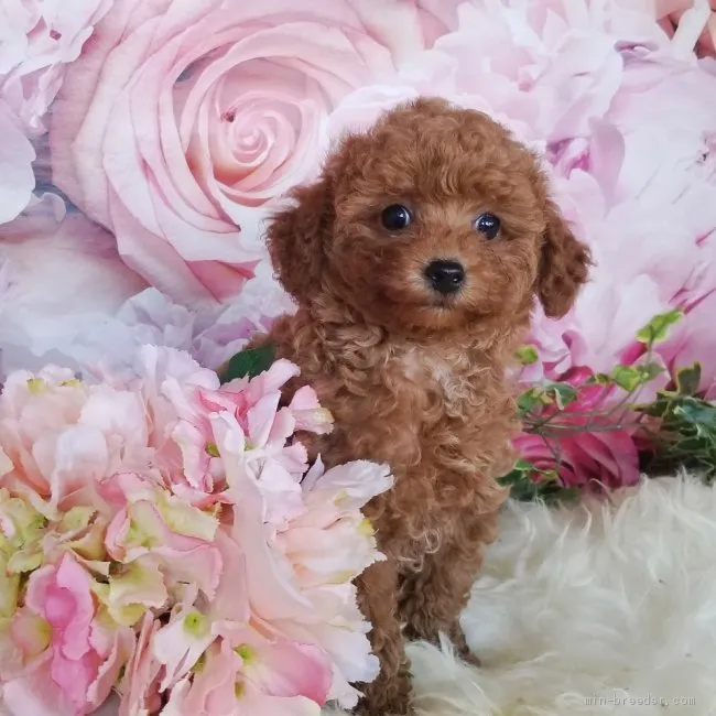 ID:1904-00976の子犬