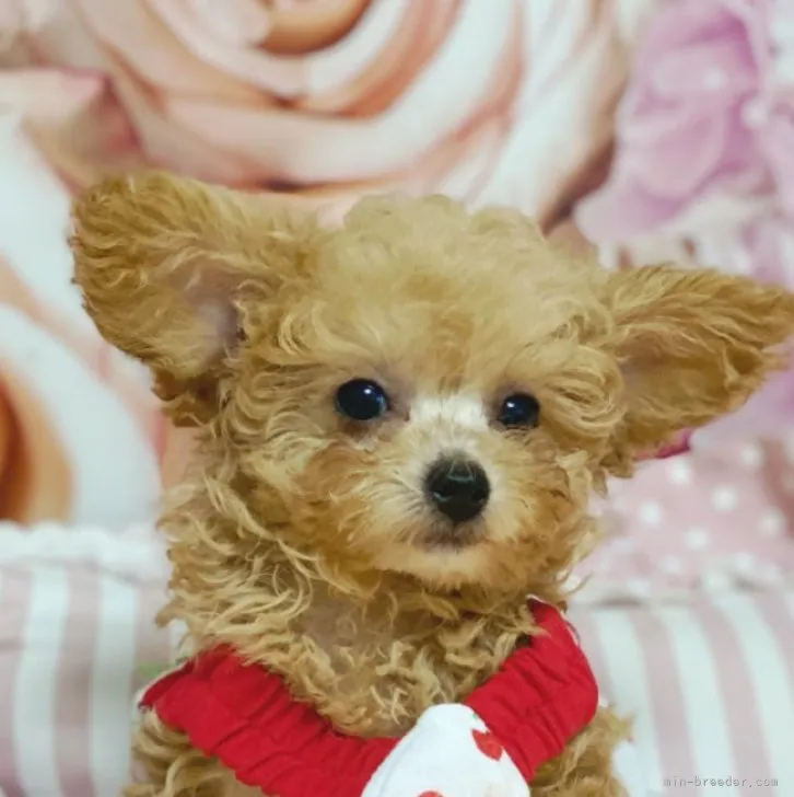 ネモとャン 様のお迎えした子犬