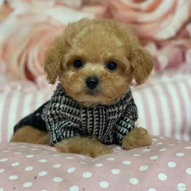 ID:2403-01615の子犬